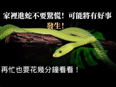 蛇有靈性|蛇是有靈性的動物嗎？我的看法跟你們不一樣！